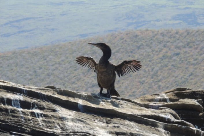 The non-flying cormorant, if it is not on land, goes to the sea, where it reaches 70 meters deep in search for food.