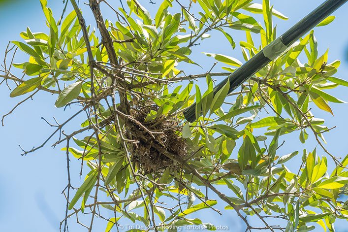 The stick and syringe are used to inject permethrin into the nest.