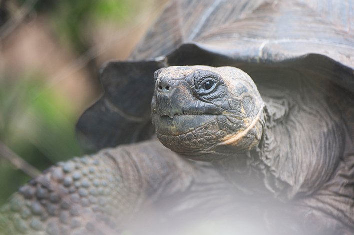 There is no place in the world like Galapagos. Help us protect it!