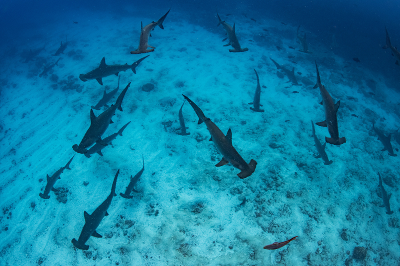 Thousands of pregnant scalloped hammerhead sharks aggregate every year around Darwin and Wolf Islands, located to the north of the GMR