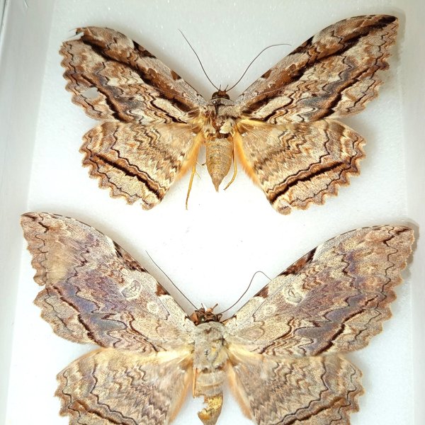 Thysania zenobia (Cramer, 1777)