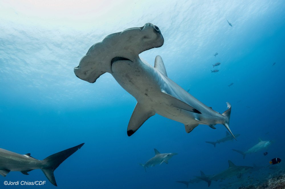 Tiburón martillo. Foto: Jordi Chias