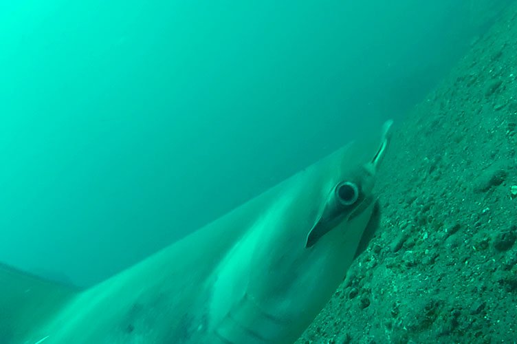 Tiburón martillo (Sphyrna lewini) con una rémora en su quijada registrada con estaciones de video remotas submarinas en la Isla Wolf. 