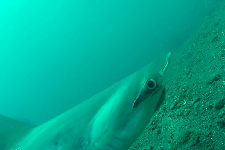 Tiburón martillo (Sphyrna lewini) con una rémora en su quijada registrada con estaciones de video remotas submarinas en la Isla Wolf.