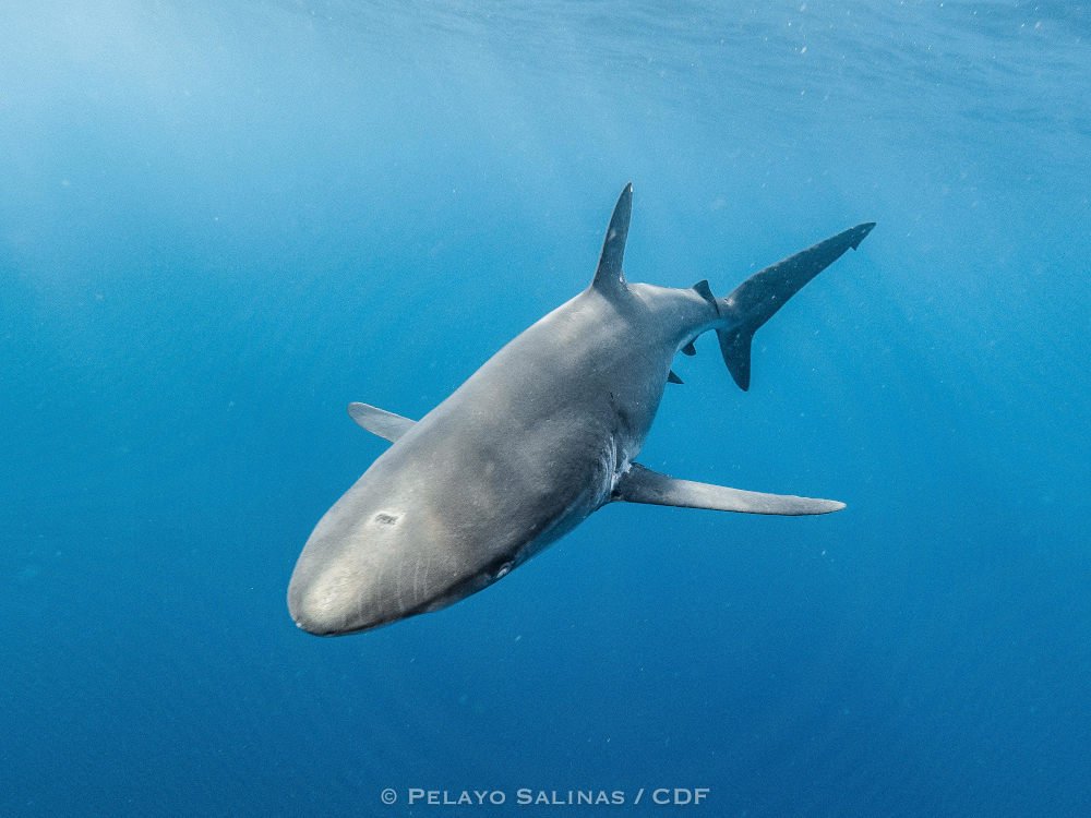 Tiburón sedoso. Foto: Pelayo Salinas, FCD.
