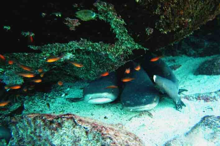 Tiburones punta blanca nadando cerca del grupo en Punta Carrión.