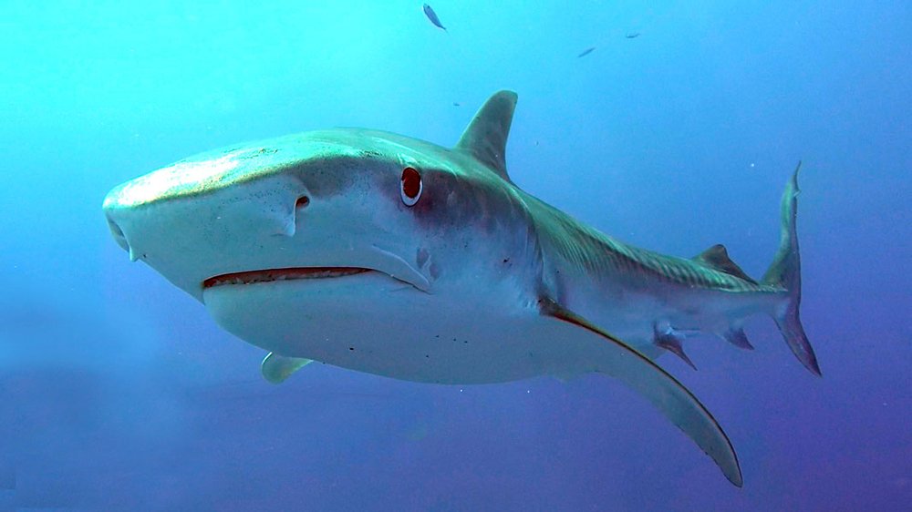 Tiger Sharks in the Galapagos Marine Reserve 