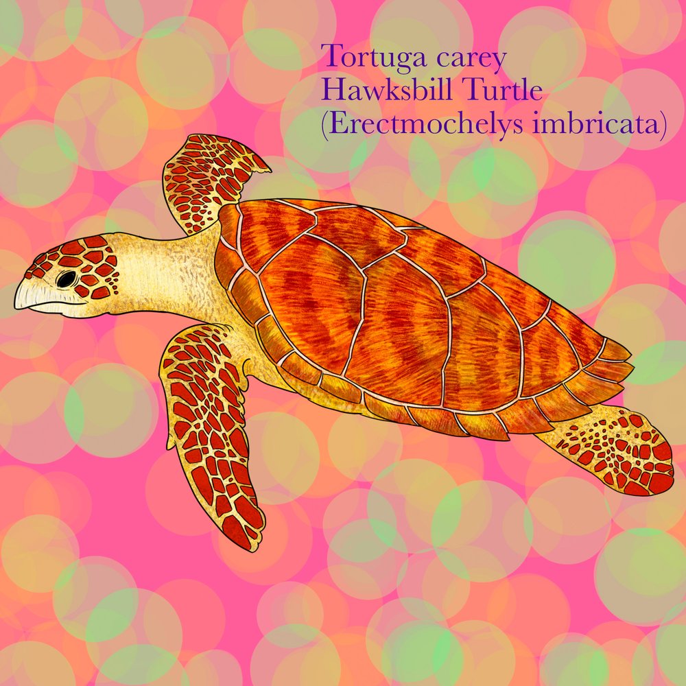 Tortuga Carey (Erectmochelys imbricata). Ilustración: Boris Herrera, FCD.