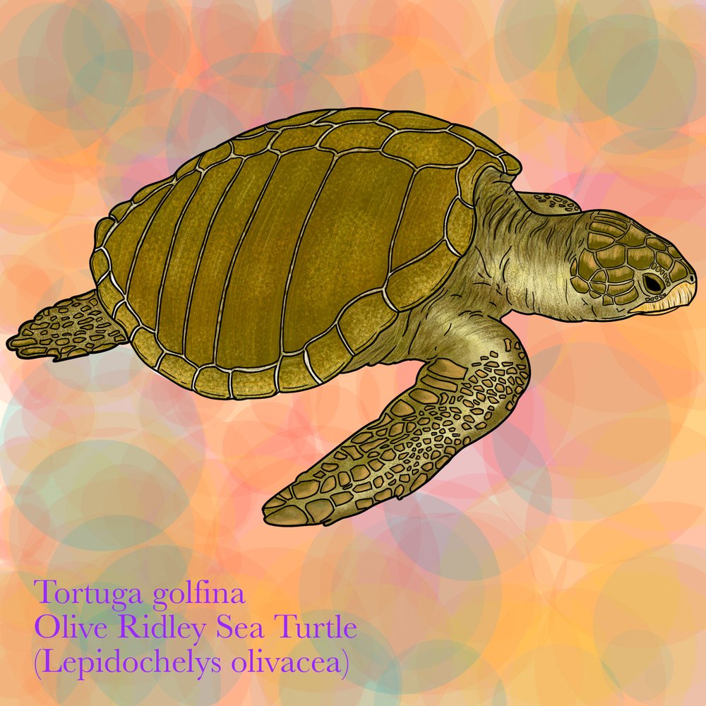 Tortuga Golfina (Lepidochelys olivacea). Ilustración: Boris Herrera, FCD.