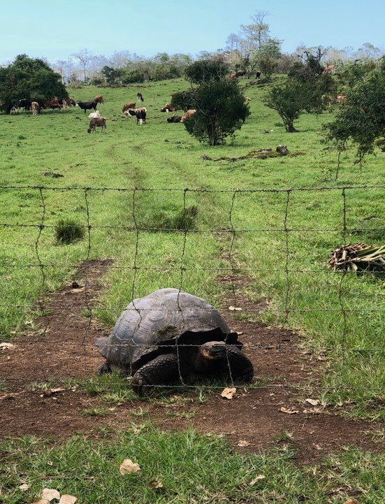 Tortuga gigante compartiendo el hábitat con el ganado en la isla Santa Cruz.