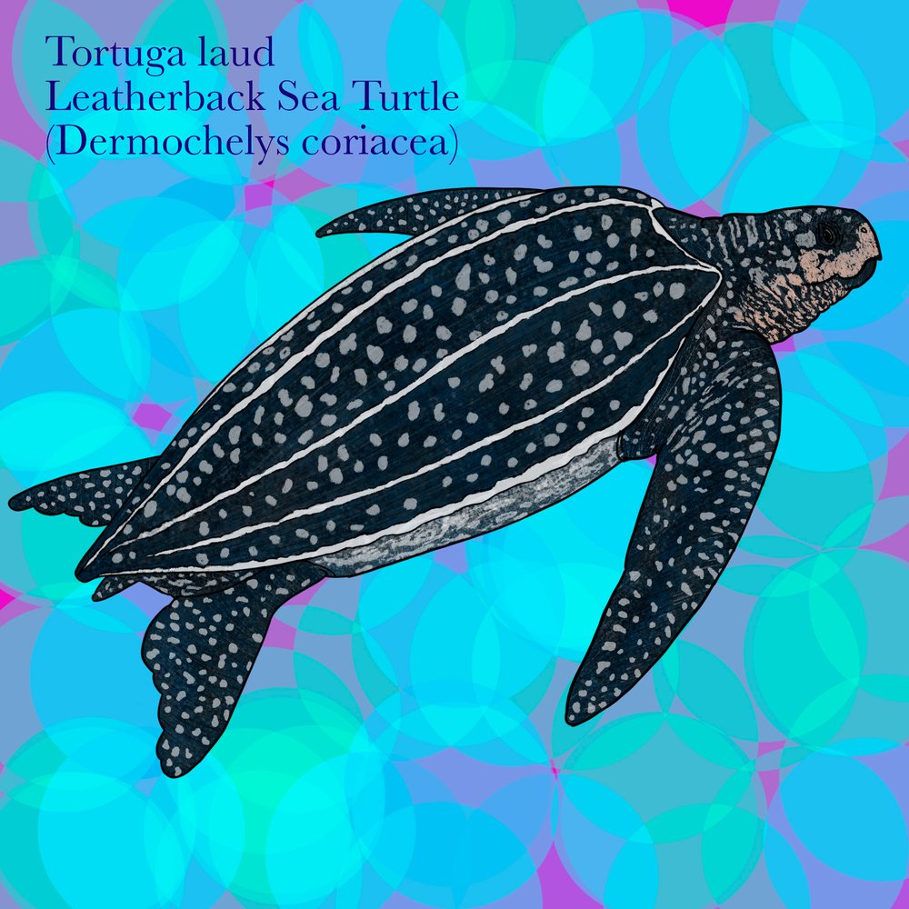 Tortuga laúd (dermochelys coriacea). Ilustración: Boris Herrera, FCD. )