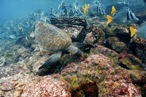 Tortuga marina. Foto: Joshua Vela.