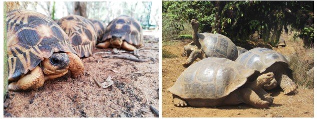 Tortuga radiada de Madagascar (Astrochelys radiata, izquierda) y tortuga gigante de Galápagos (Chelonoidis vandenburghi, derecha).