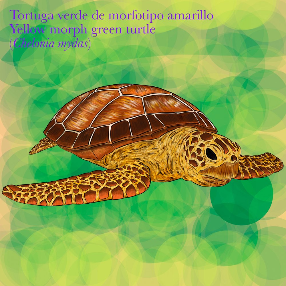 Tortuga verde (Chelonia mydas) morfotipo amarillo. Ilustración: Boris Herrera, FCD. 