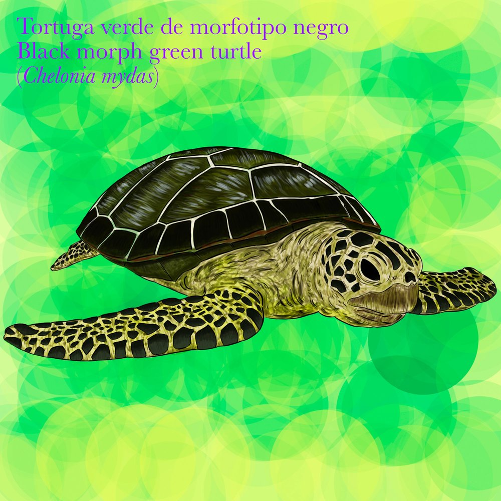 Tortuga verde (Chelonia mydas) morfotipo negro. Ilustración: Boris Herrera, FCD. 