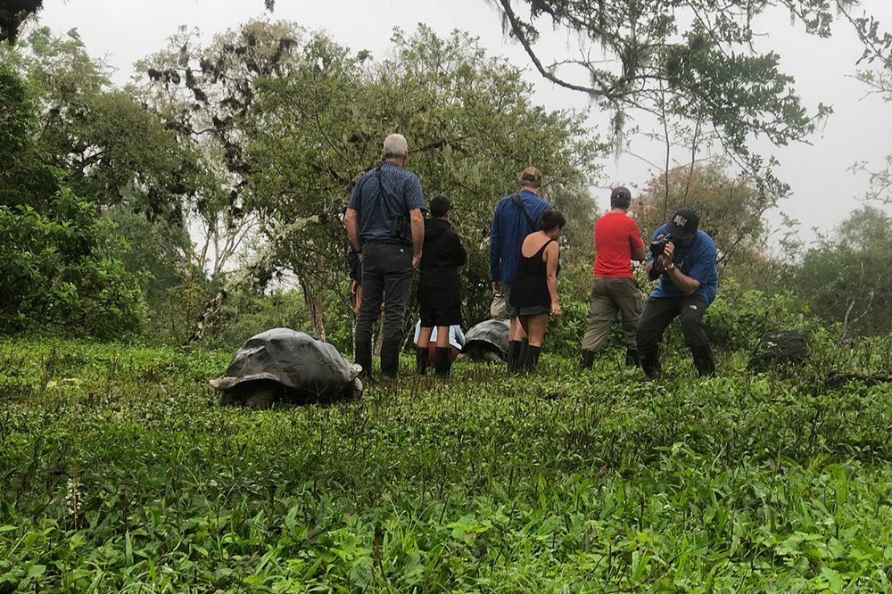 Tortugas en el Rancho Manzanillo (Santa Cruz), una antigua finca ganadera reconvertida en finca turística donde los visitantes pueden observar a las tortugas en libertad de la mano de un guía naturalista.