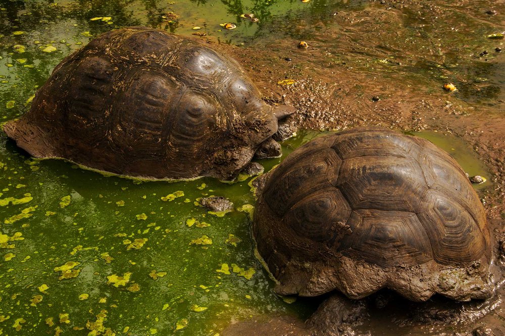 Tortugas gigantes de Santa Cruz. Foto de Juan Manuel Garcia.