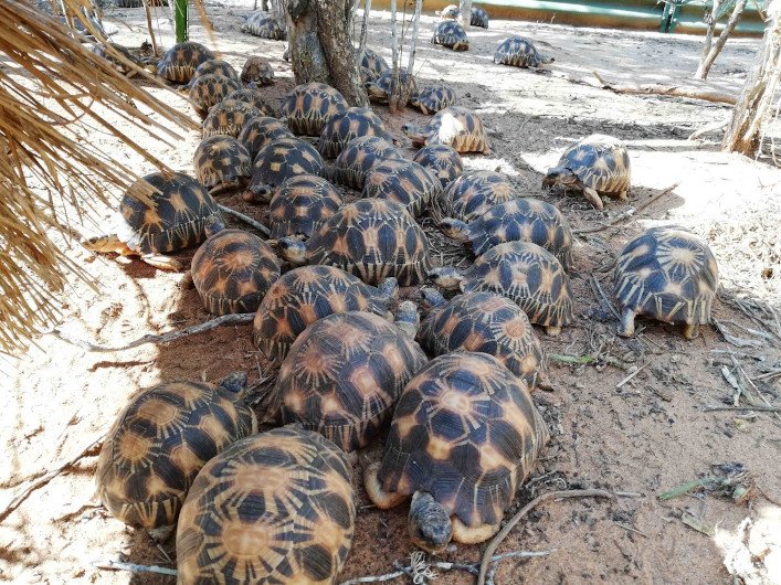Tortugas radiadas de Madagascar (Astrochelys radiata) decomisadas en las redes internacionales de tráfico ilegal y mantenidas en las instalaciones de Turtle Survival Alliance.