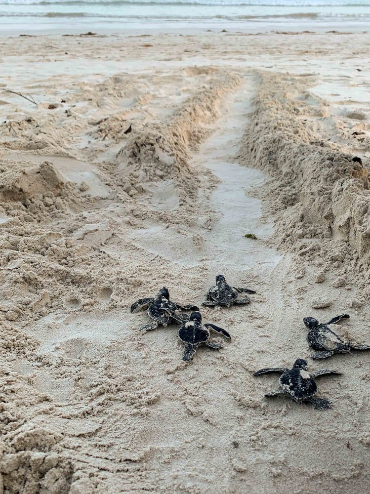 Tortuguitas bebés saliendo del nido hacia la orilla.