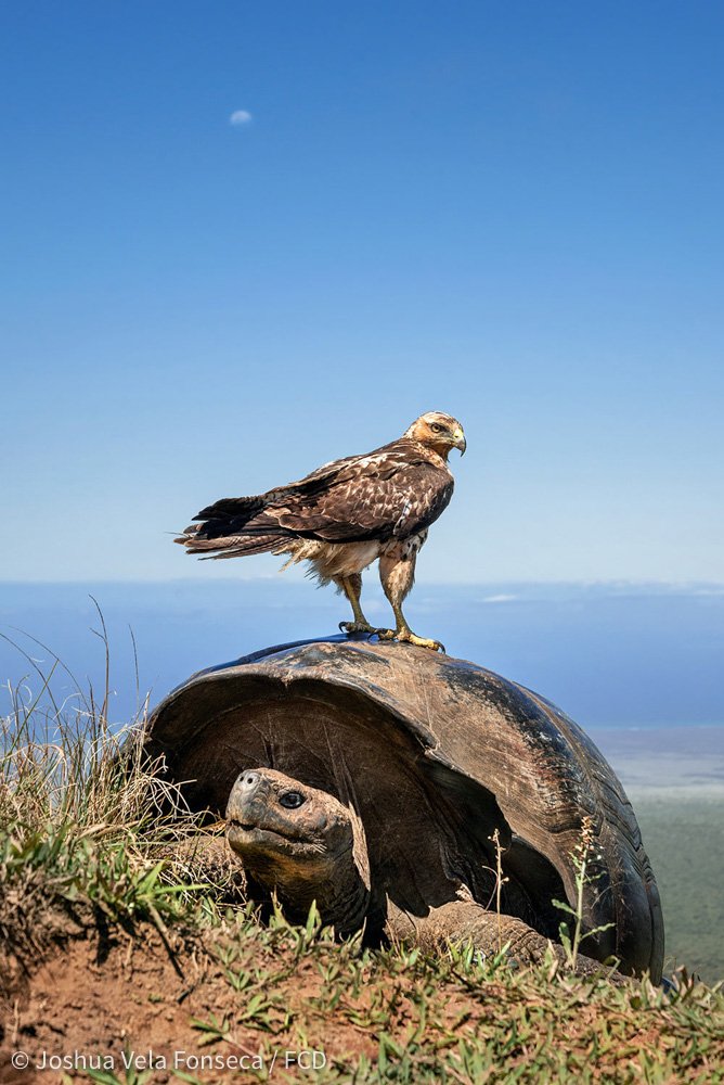 Un Gavilán de Galápagos juvenil descansa en la misma tortuga macho que me siguió por minutos.