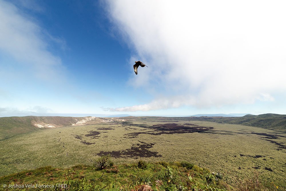 Un Gavilán de Galápagos se cruza en la toma mientras realizo un timelapse.