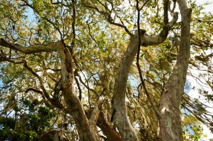 4 new species of lichen discovered in Galapagos - Charles Darwin Foundation