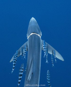 Un encuentro cercano. Un tiburón azul recientemente liberado de una vieja línea de pesca enrollada alrededor de sus branquias, nada alejado escoltado por peces piloto.