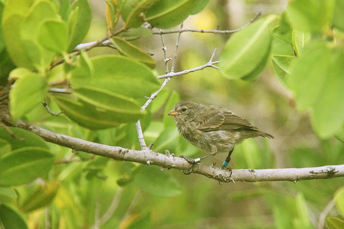 Un pinzón de manglar identificado por sus bandas de color, cinco semanas después de dejar el nido. Este individuo fue infestado con larvas de Philornis cuando era un polluelo. Gracias a las intervenciones de nuestro equipo de campo logró sobrevivir, 