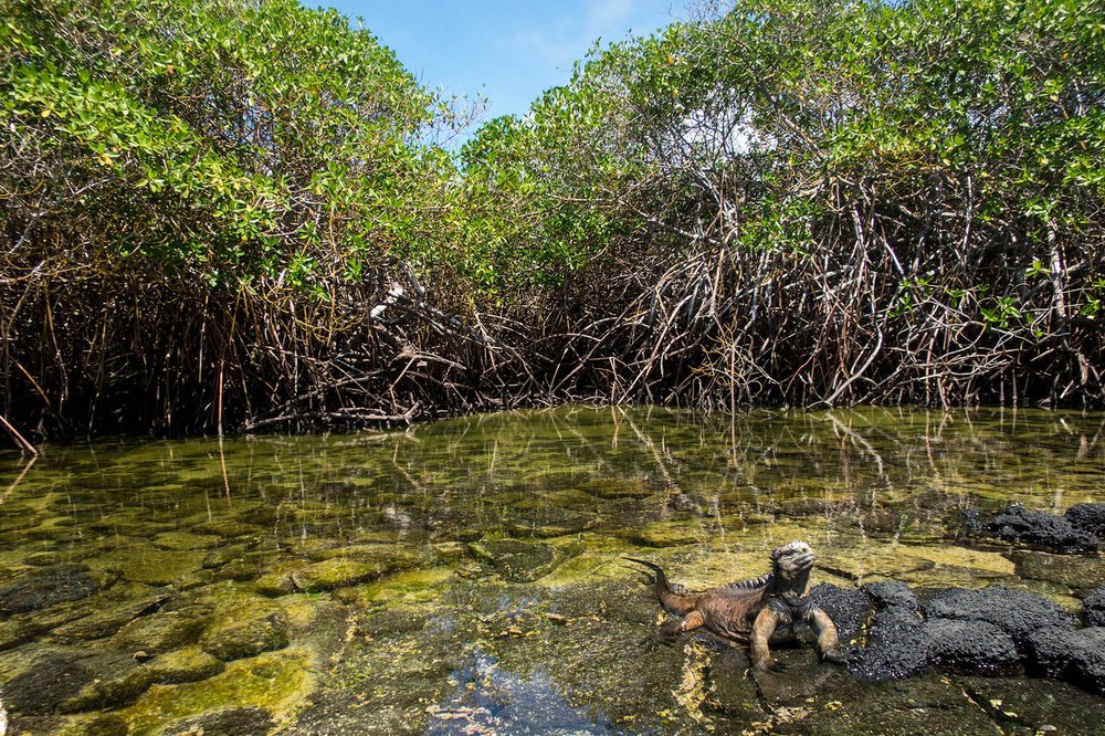 Una investigación interdisciplinaria de la FCD midió la contribución económica de los manglares de Galápagos para mitigar las emisiones de CO2. 