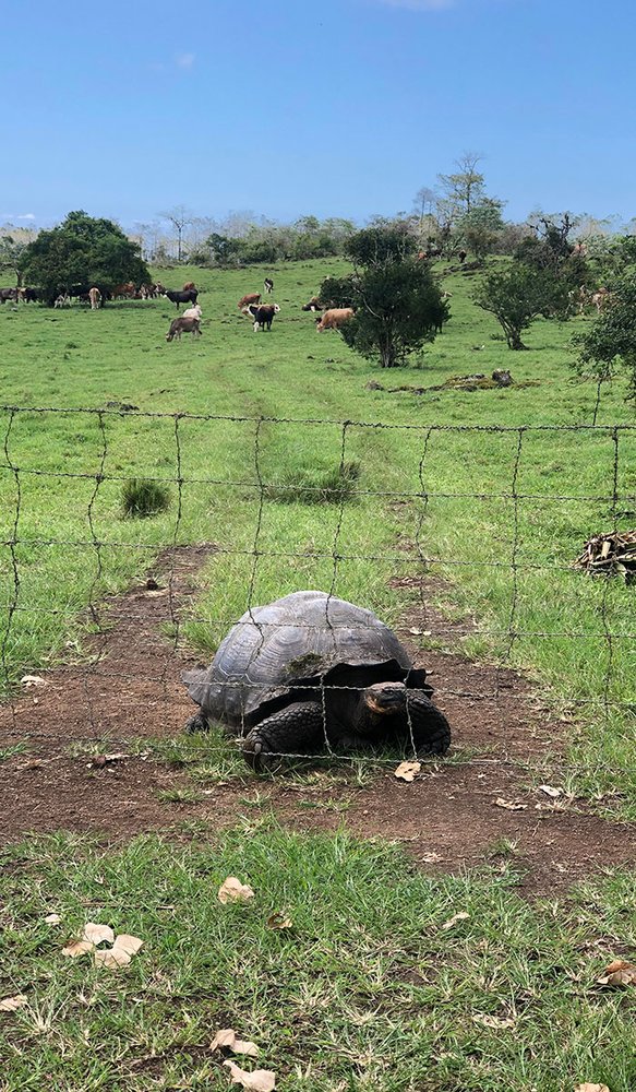Una típica escena de la zona agropecuaria de Santa Cruz, una tortuga compartiendo en hábitat con el ganado en una finca local.