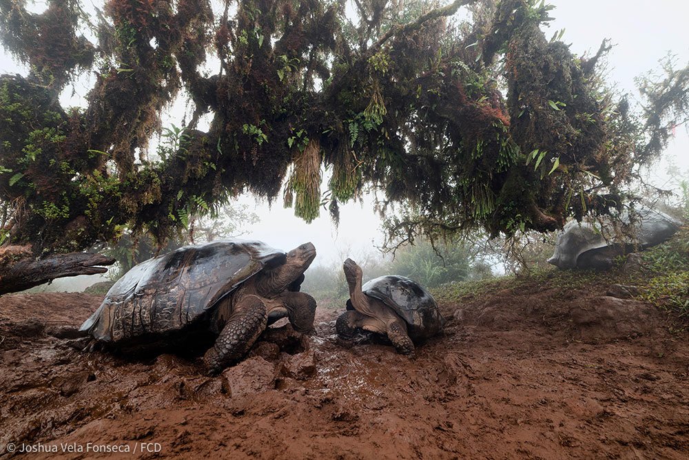 Una tortuga macho (izquierda) levanta el cuello frente a una hembra que responde (derecha).