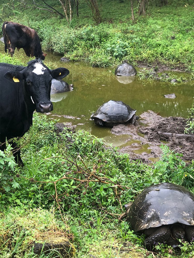 Una vaca confundida observándome mientras yo observo a las tortugas en una finca ganadera de Santa Cruz.