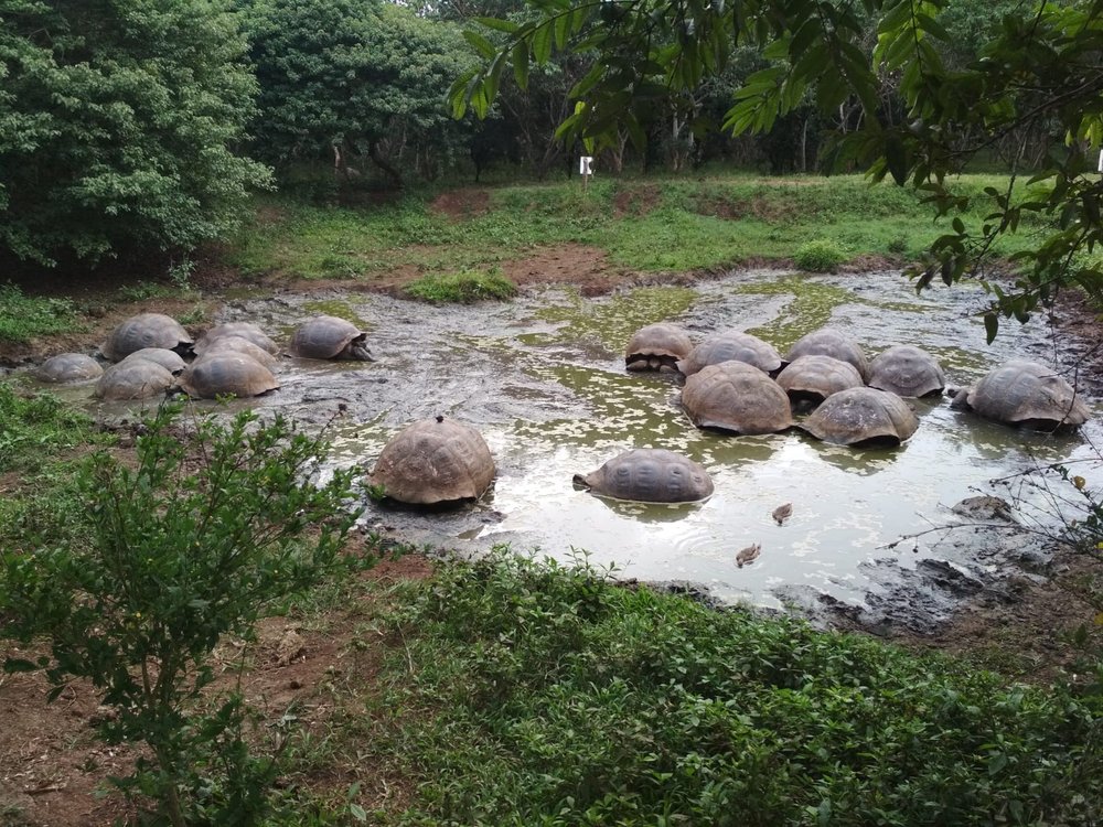 Varias tortugas gigantes (que representan toneladas de biomasa terrestre) y dos patillos que utilizan activamente las pozas en uno de los ranchos destinados a actividades turísticas, en la parte alta de la isla Santa Cruz, Galápagos.