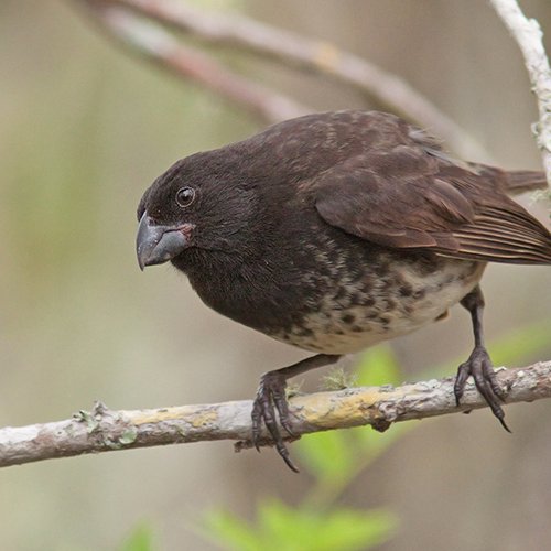 Platyspiza crassirostris (Gould, 1837)
