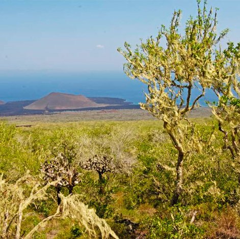 Vista de la parte alta de la Isla Santiago, Galápagos, con árboles cubiertas en 