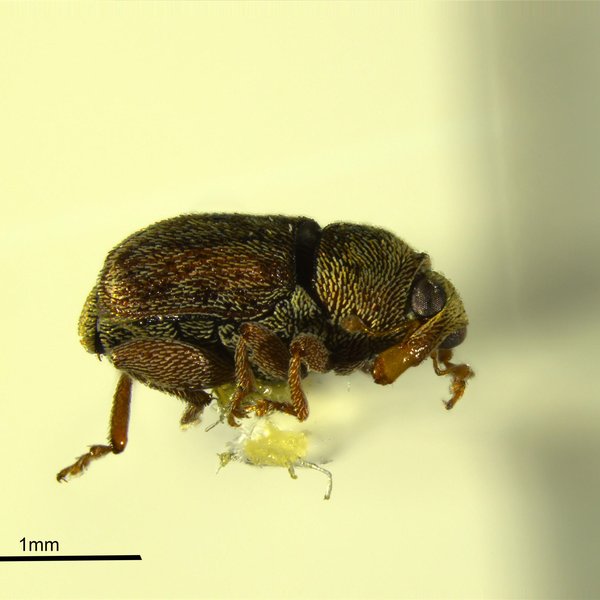 Euscepes postfasciatus (Fairmaire, 1849)