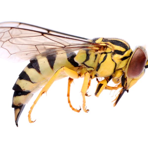 Bicyrtes variegatus (Oliver, 1789)