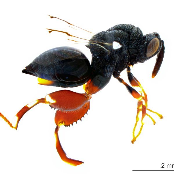 Brachymeria podagrica (Fabricius, 1787)