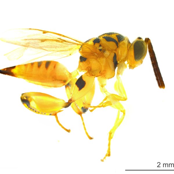 Conura femorata (Fabricius, 1775)