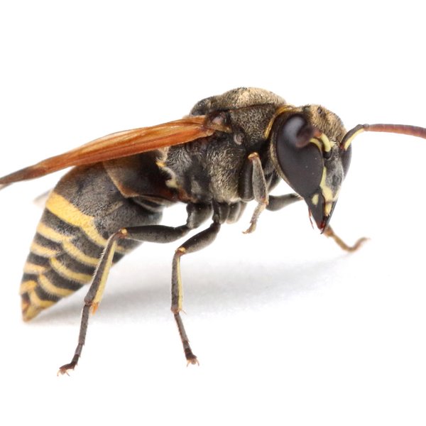 Pachodynerus gaullei Brèthes, 1920