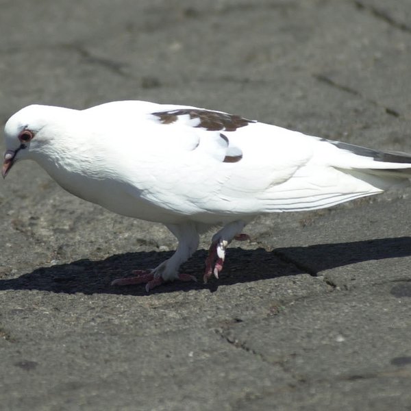 Columba livia Gmelin, 1789