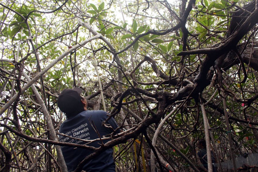 Wilson estimando la altura del manglar