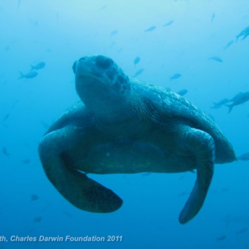 Chelonia mydas (Linnaeus, 1758)