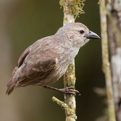 Camarhynchus pallidus (P.L.Sclater & Salvin, 1870)
