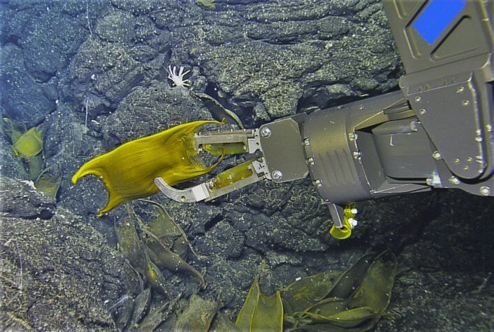 Wrappings of eggs of a deep water stripe on a rigid basalt pillow only meters away from a black fumarole.