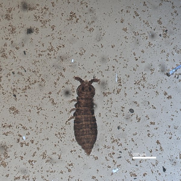 Xenylla yucatana Mills, 1938