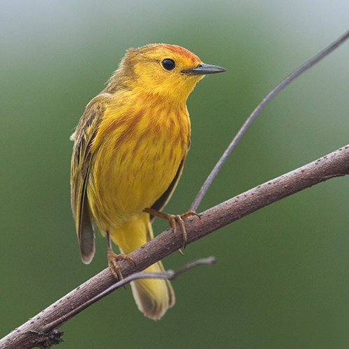Setophaga petechia aureola (Gould, 1839)
