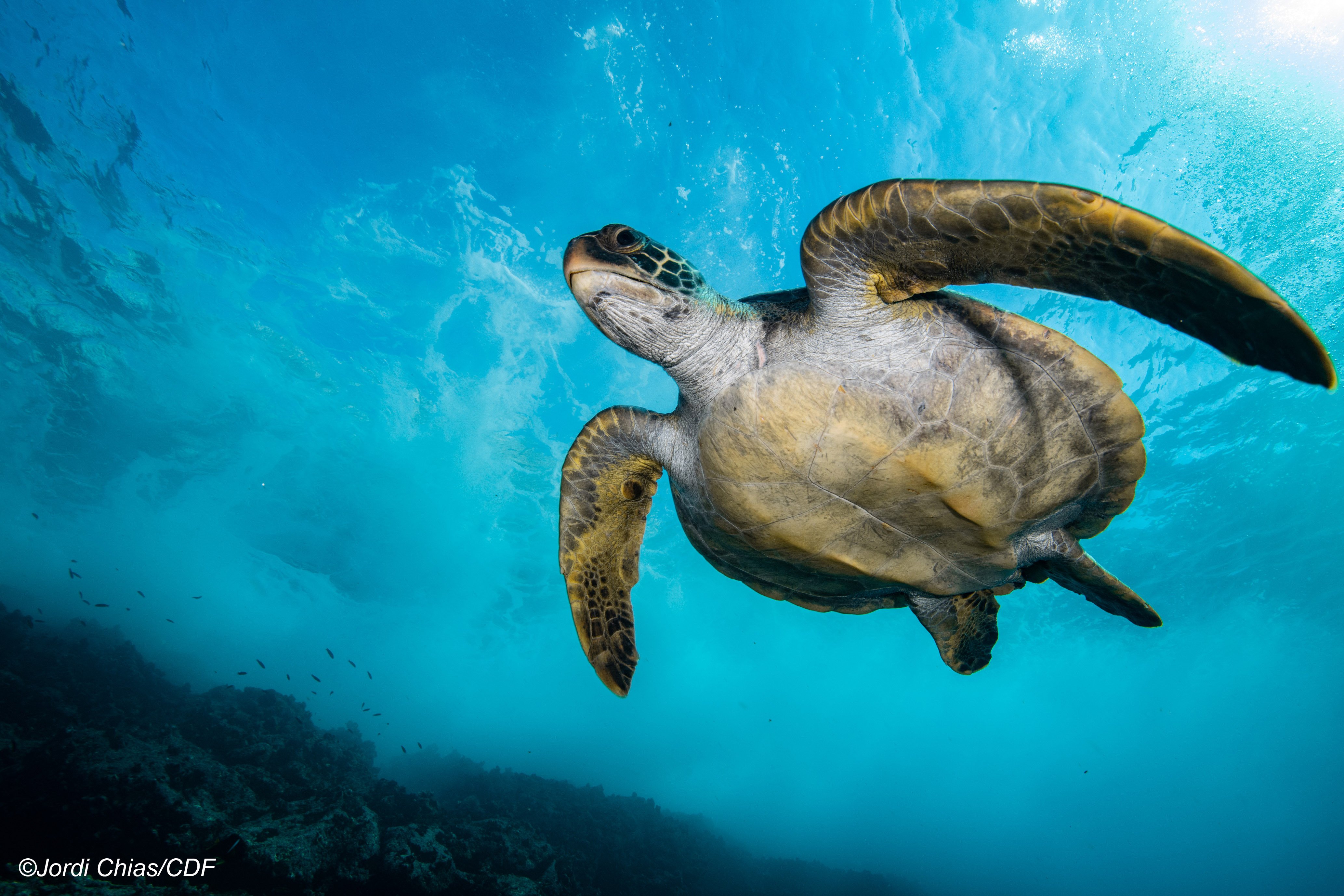 Swimming turtle