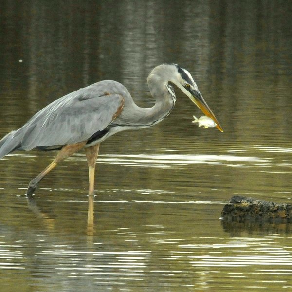 Ardea herodias cognata Bangs, 1903
