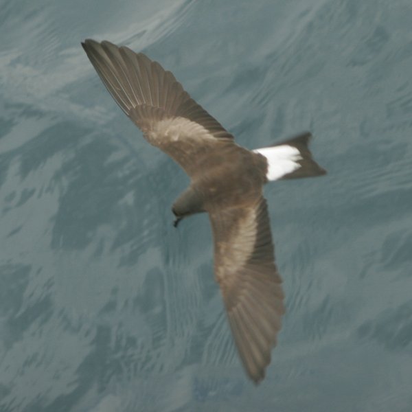 Oceanodroma tethys tethys (Bonaparte, 1854)